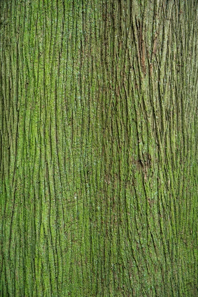 Casca de pinheiro coberto com musgo verde — Fotografia de Stock