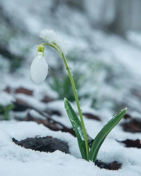 Vit Mild Snowdrop Snön — Stockfoto