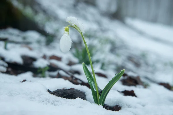 Белый Нежный Подснежник Снегу — стоковое фото