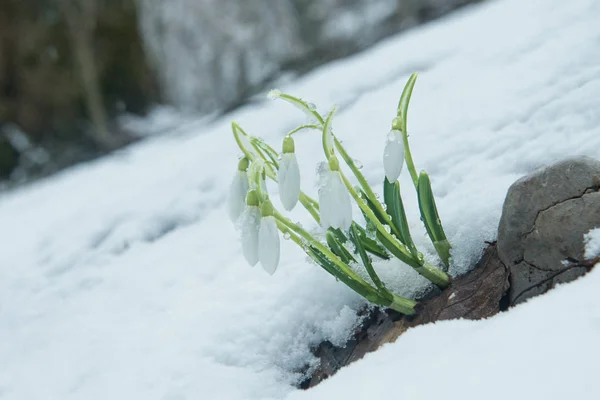 Белые Нежные Подснежники Снегу — стоковое фото