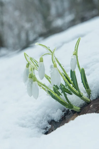 Witte Zachte Sneeuwklokjes Sneeuw — Stockfoto
