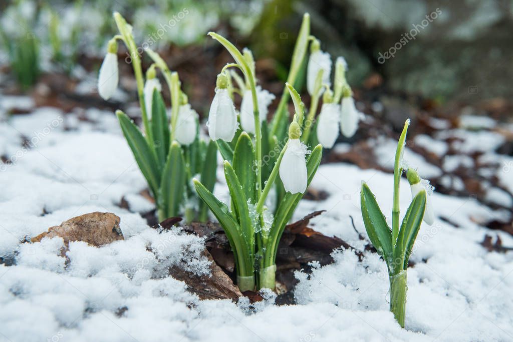 White gentle snowdrops in the snow