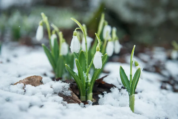 Vit Mild Snödroppar Snön — Stockfoto