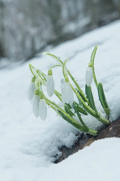 Blanco Suaves Nevadas Nieve —  Fotos de Stock