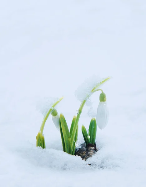 Witte zachte sneeuwklokjes in de sneeuw — Stockfoto