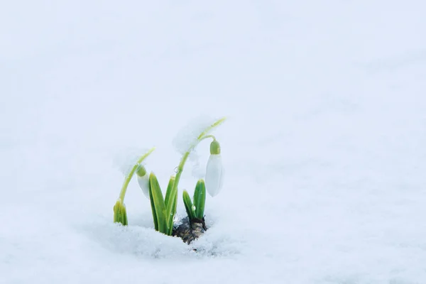 Witte zachte sneeuwklokjes in de sneeuw — Stockfoto