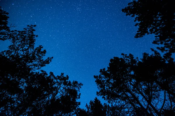 Der Helle Sternenhimmel Nächtlichen Wald — Stockfoto