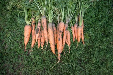 Yeşil çimlerde taze kirli havuç