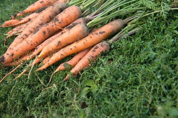 Wortel Kotor Segar Rumput Hijau — Stok Foto