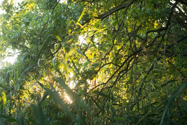 Les Rayons Soleil Traversent Feuillage Vert Forêt — Photo