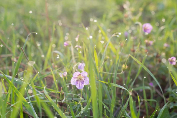 Belles Fleurs Sauvages Tendres Violettes Herbe Avec Rosée Matin — Photo