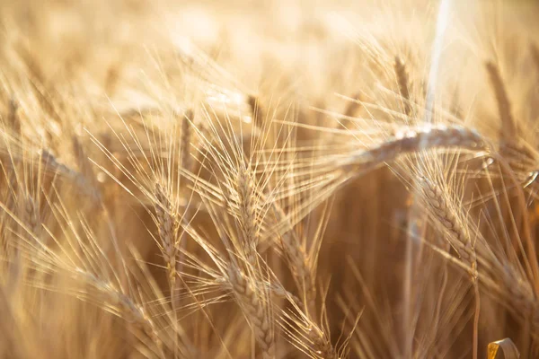 太陽の光の中にある小麦の畑 ストック写真