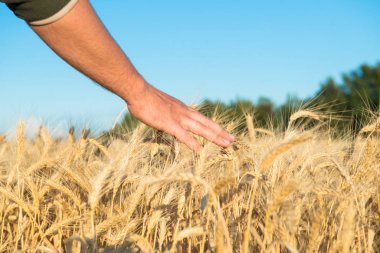 Adamın eli tarlada buğdaya değdi.