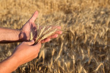 Tarlada buğday dikenleri tutan bir çiftçinin elleri.
