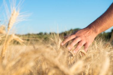 Adamın eli tarlada buğdaya değdi.