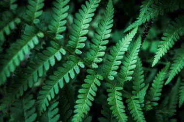 Yeşil yaprak eğreltiotu, arkaplan