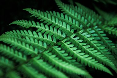 Yeşil yaprak eğreltiotu, arkaplan