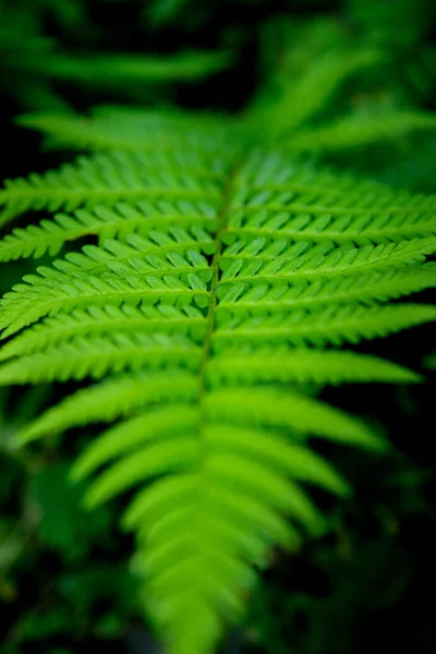 Green Foliage Fern Background — ストック写真