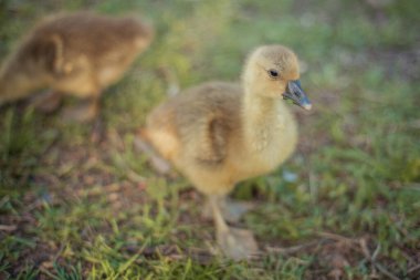 Geleneksel serbest menzilli kümes hayvanı çiftliğinde ot yiyen küçük goslings