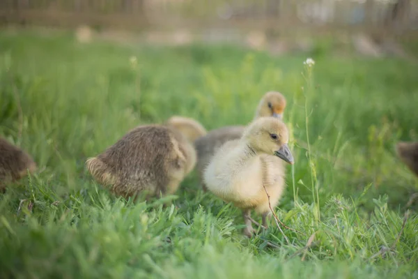 Kleine Goslings Eten Gras Traditionele Scharrel Pluimveebedrijf — Stockfoto