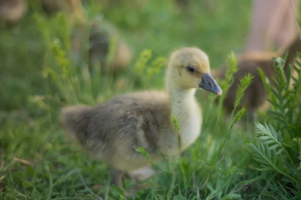 Kleine Goslings Eten Gras Traditionele Scharrel Pluimveebedrijf — Stockfoto