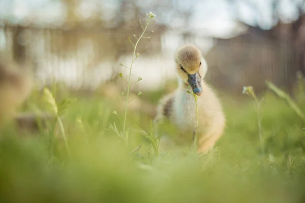 Weinig Kuikens Etend Gras Traditionele Scharrelpluimveehouderij — Stockfoto