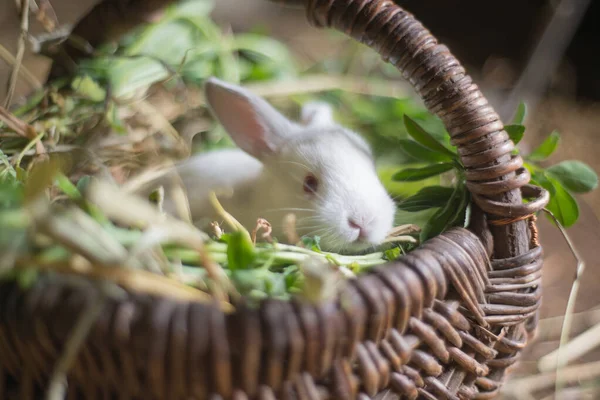 Niedliche Weiße Kaninchen Einem Weidenkorb Mit Gras — Stockfoto