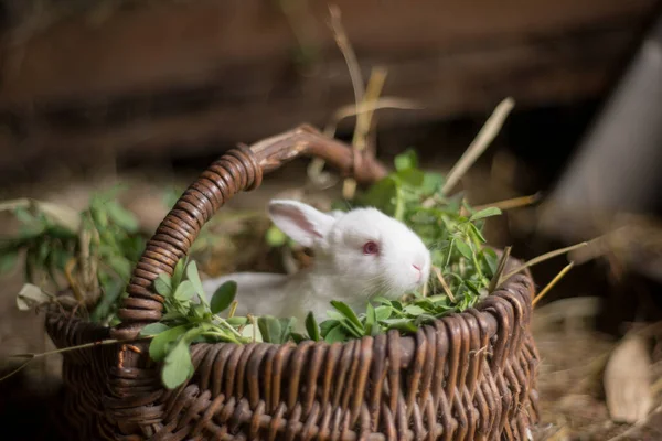 Niedliche Weiße Kaninchen Einem Weidenkorb Mit Gras — Stockfoto