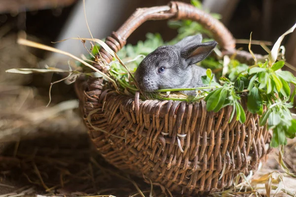 Niedliche Graue Kaninchen Einem Weidenkorb Mit Gras — Stockfoto