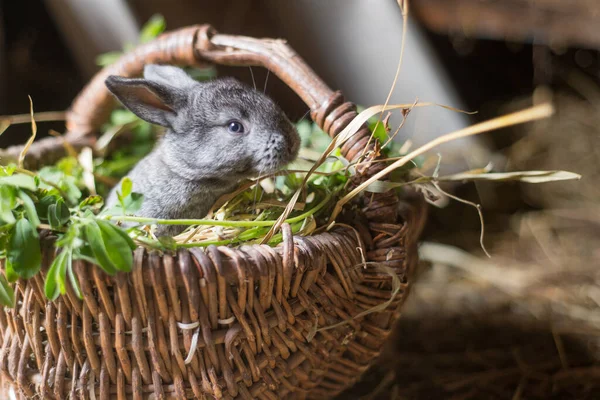 Niedliche Graue Kaninchen Einem Weidenkorb Mit Gras — Stockfoto