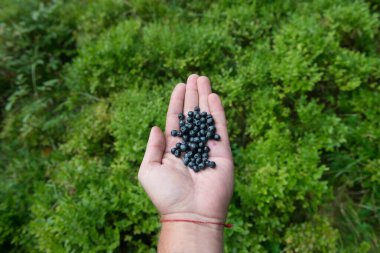 Bir adamın avucundaki taze yaban mersini