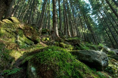 Dağ yamacında manzaralı çam ormanı