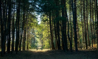 Resimli karanlık bir ormanda güneşli bir geçit.