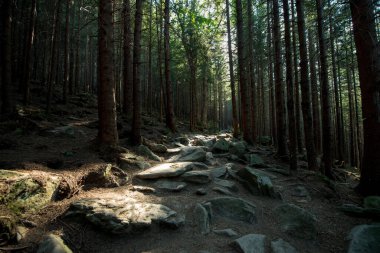 Dağdaki taştan bir yol. Güneşle aydınlanan karanlık bir orman.
