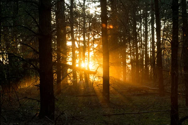 Stralen Van Zonlicht Breken Door Het Donkere Avondbos — Stockfoto