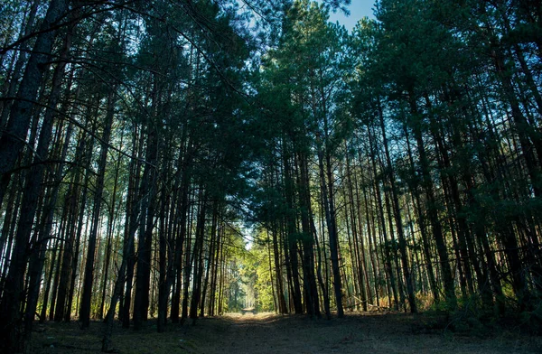 Zonnige Passage Een Pittoresk Donker Bos — Stockfoto