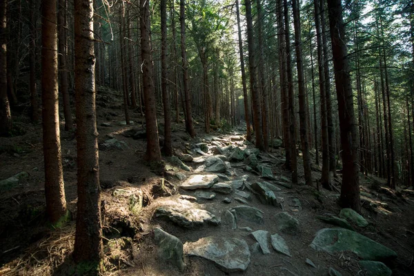 太陽に照らされた山の暗い森の中の風景石の道 — ストック写真