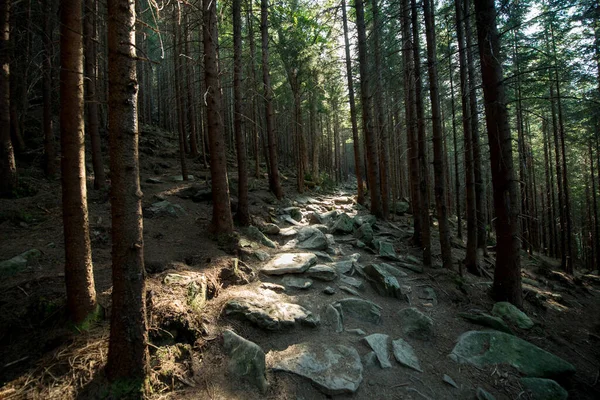 Dağdaki Taştan Bir Yol Güneşle Aydınlanan Karanlık Bir Orman — Stok fotoğraf