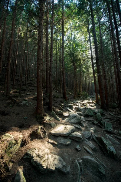 Dağdaki Taştan Bir Yol Güneşle Aydınlanan Karanlık Bir Orman Stok Fotoğraf