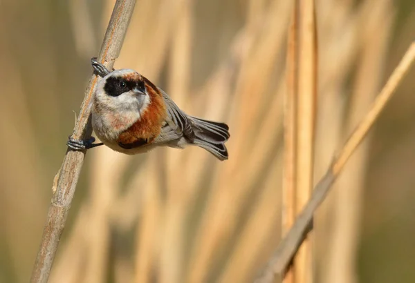 Pêndulo europeu tit Remiz pendulinus — Fotografia de Stock