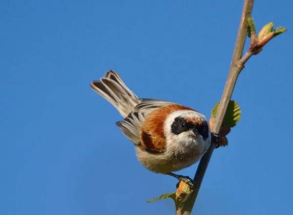 Pêndulo europeu tit Remiz pendulinus — Fotografia de Stock