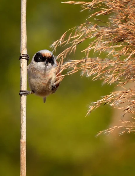 Teta pendulina europea Remiz pendulinus — Foto de Stock