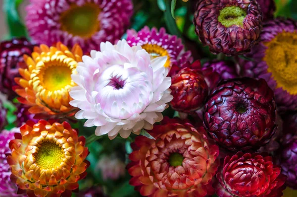 Hermosas Flores Grandes Multicolores Naturaleza — Foto de Stock