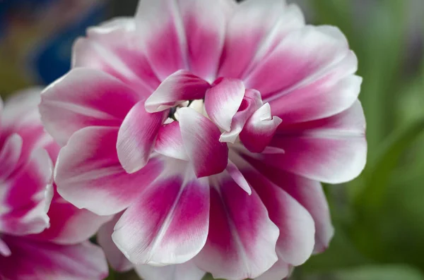 Hermosas Flores Grandes Multicolores Naturaleza — Foto de Stock