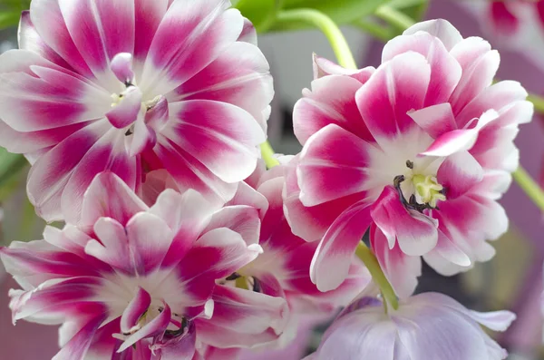 Hermosas Flores Grandes Multicolores Naturaleza — Foto de Stock