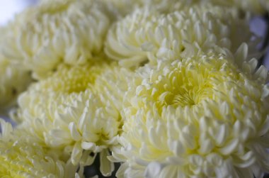 Doğada güzel büyük sarı kasımpatı çiçekleri     