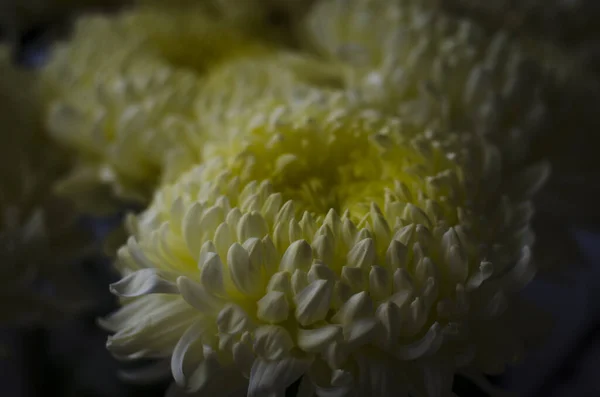 Hermosas Flores Grandes Crisantemo Amarillo Naturaleza — Foto de Stock