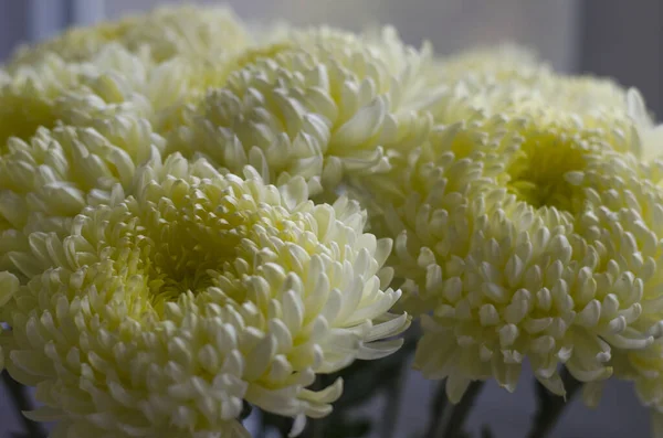 Hermosas Flores Grandes Crisantemo Amarillo Naturaleza — Foto de Stock