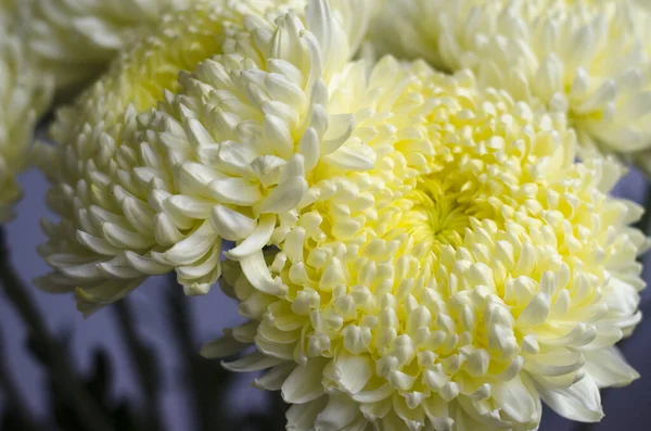 Hermosas Flores Grandes Crisantemo Amarillo Naturaleza — Foto de Stock