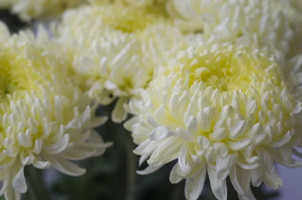 Bellissimi Grandi Fiori Crisantemo Giallo Natura — Foto Stock